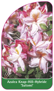 Azalea Knap-Hill-Hybride 'Satomi'