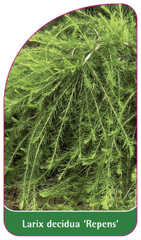 Larix decidua 'Repens'