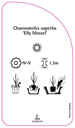 Chaenomeles superba 'Elly Mossel'