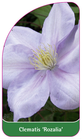 Clematis 'Rozalia'