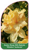Azalea Knap-Hill-Hybride 'Windsor Sunbeam'