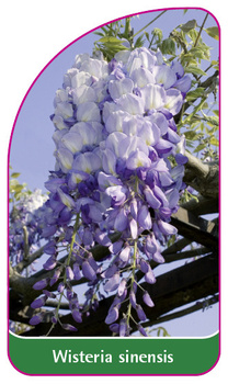 Wisteria sinensis