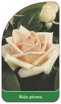 Roza pienna Nr. 18