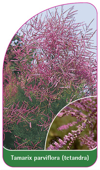 Tamarix parviflora (tetandra)