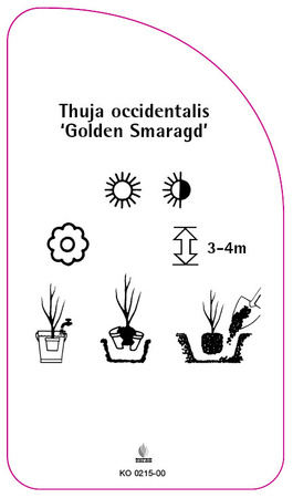 Thuja occidentalis 'Golden Smaragd'