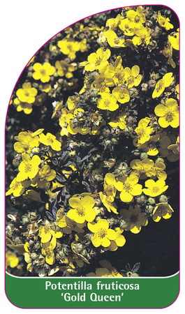 Potentilla fruticosa 'Golden Queen'