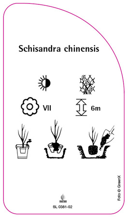 Schisandra chinensis