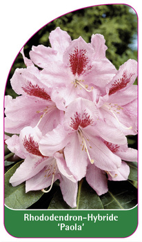Rhododendron-Hybride 'Paola'