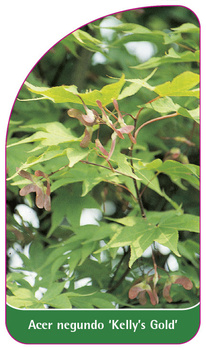 Acer negundo 'Kelly's Gold