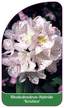 Rhododendron-Hybride 'Kristina'