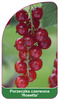 Porzeczka czerwona 'Rosetta'
