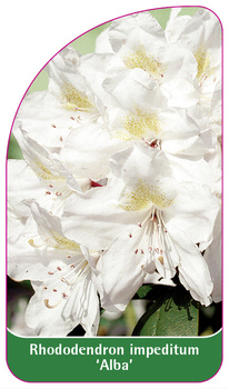 Rhododendron impeditum 'Alba'