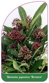 Skimmia japonica 'Bremen'