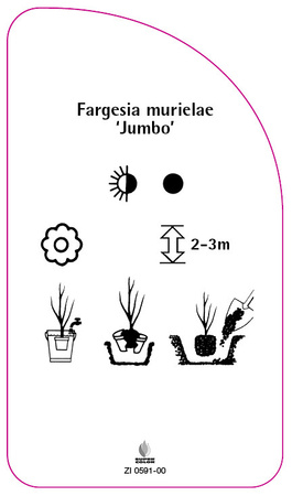 Fargesia murielae 'Jumbo'
