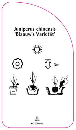 Juniperus chinensis 'Blaauw's Variety'