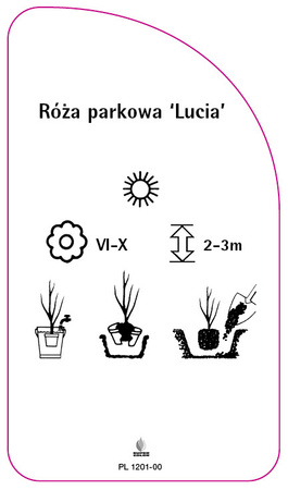 Róza parkowa 'Lucia', PL