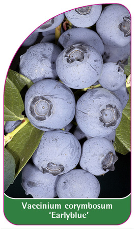 Vaccinium corymbosum 'Earlyblue'