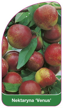 Nektaryna 'Venus'