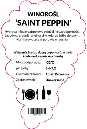 Winorośl St Peppin