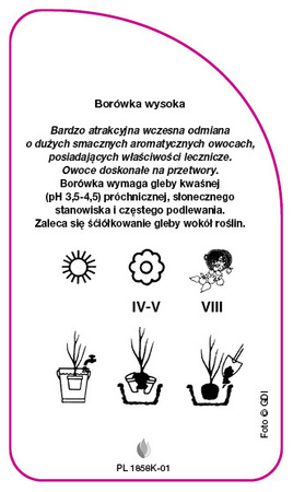 Vaccinium corymbosum 'Hardyblue'