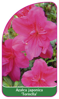 Azalea japonica 'Tornella'