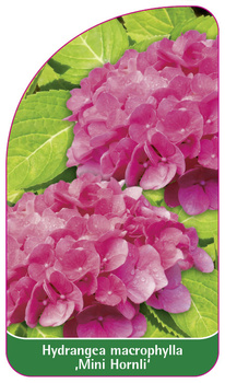 Hydrangea macrophylla 'Mini Hornli'