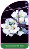 Chaenomeles 'Jet Trail'
