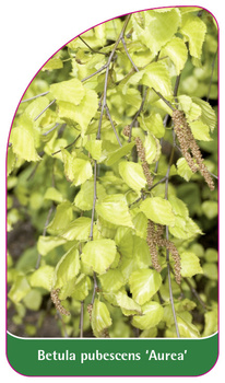 Betula pubescens 'Aurea'