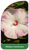 Hibiscus moscheutos