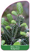 Abies firma 'Bedgebury'