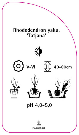 Rhododendron yakushimanum 'Tatjana'