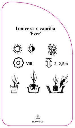 Lonicera x caprilia 'Ever'