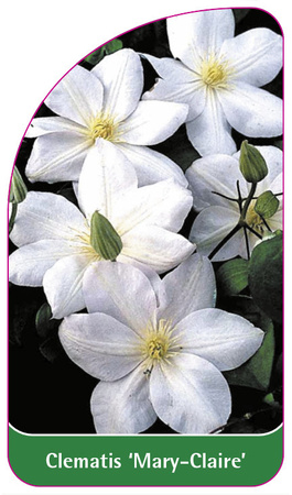Clematis 'Mary-Claire'