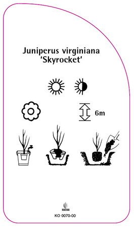 Juniperus virginiana 'Skyrocket'