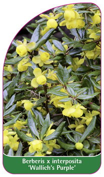 Berberis x interposita 'Wallich's Purple'