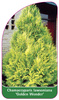 Chamaecyparis Iawsoniana 'Golden Wonder'