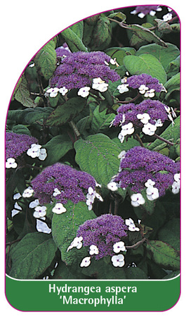 Hydrangea aspera 'Macrophylla'