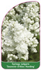 Syringa vulgaris 'Souvenir d'Alice Harding'