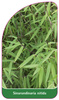 Sinarundinaria nitida