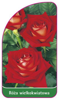Róza wielkokwiatowa Nr. 229