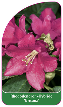 Rhododendron-Hybride 'Brisanz'