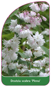 Deutzia scabra 'Plena'