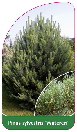 Pinus sylvestris 'Watereri'