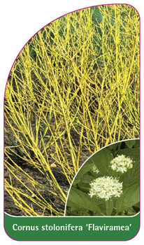 Cornus stolonifera 'Flaviramea'