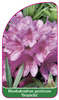 Rhododendron ponticum 'Graziella'