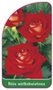 Róza wielkokwiatowa Nr. 229