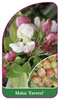 Malus 'Everest'