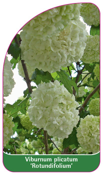 Viburnum plicatum 'Rotundifolium'