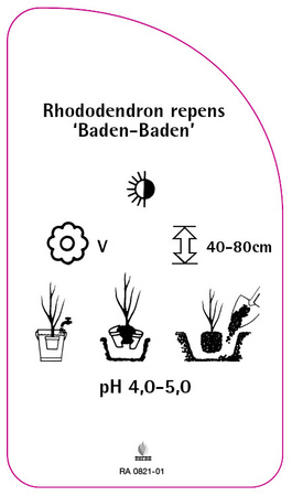 Rhododendron repens 'Baden-Baden'