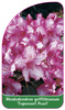 Rhododendron griffithianum 'Topsvoort Pearl'